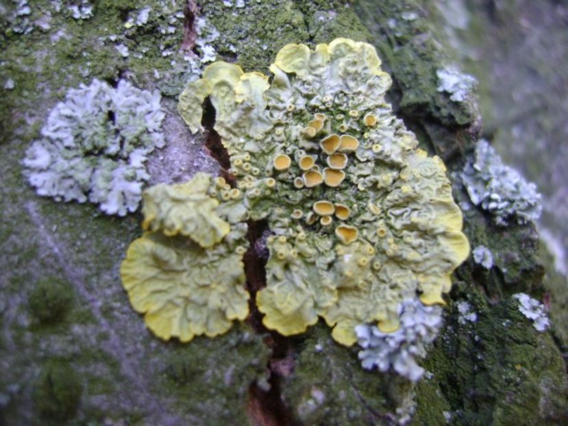 Licheni - v Iarna 2016-2017-2018