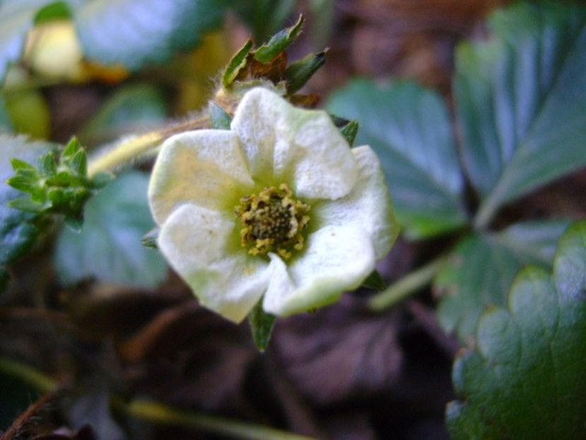 Capsuni - v Iarna 2016-2017-2018