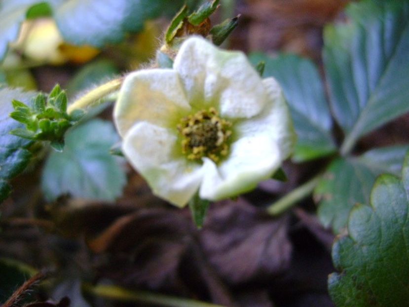 Capsuni - v Iarna 2016-2017-2018