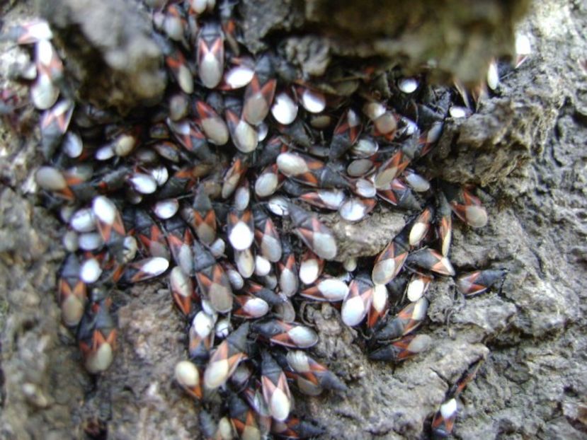 Insecte ciudate au invadat scoarta teiului - v Iarna 2016-2017-2018