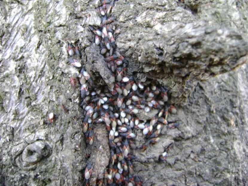 Insecte ciudate au invadat scoarta teiului - v Iarna 2016-2017-2018