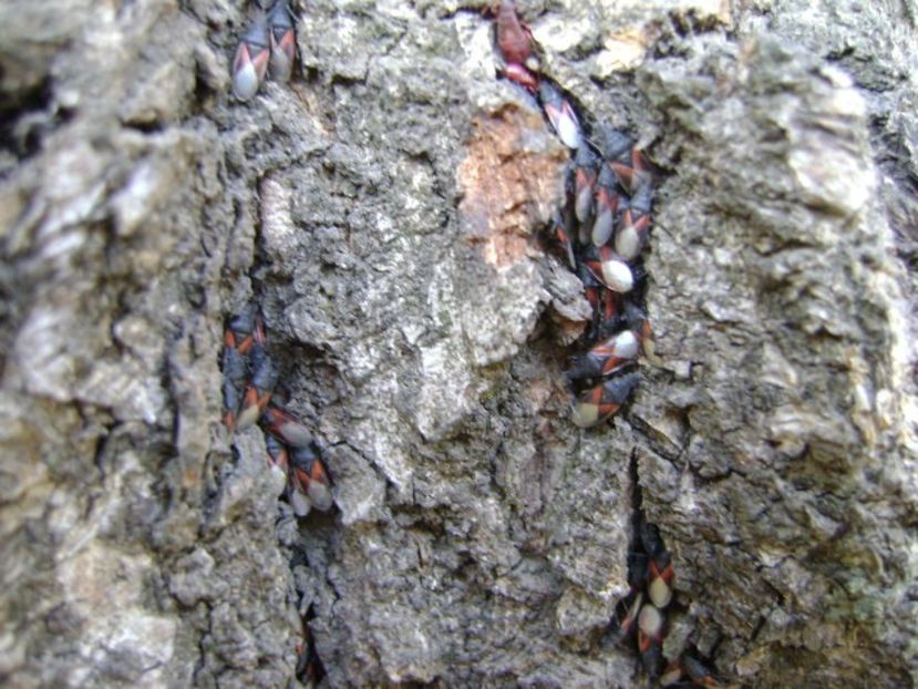 Insecte ciudate au invadat scoarta teiului - v Iarna 2016-2017-2018