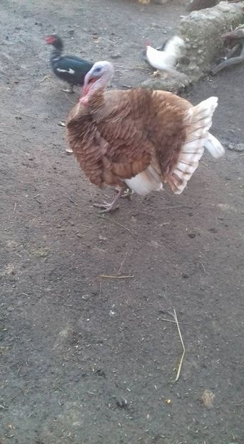 Curcan rosu de bourbon - Curci matca 2018