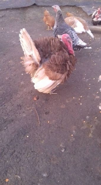 Tot el - Curci matca 2018