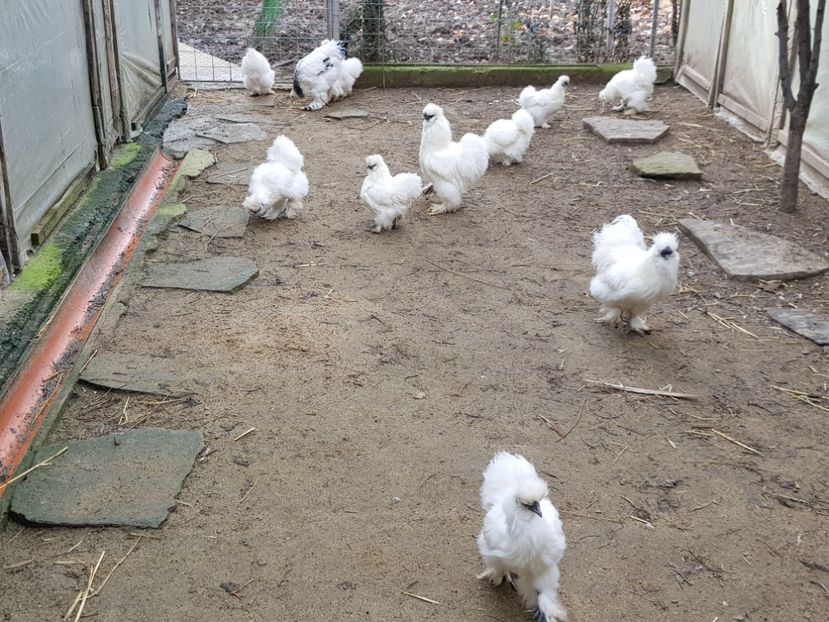  - 3--matase japoneza