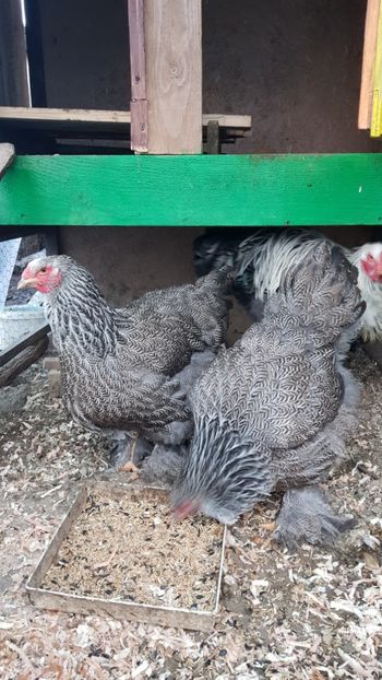  - 2017 BRAHMA HERMINAT ÎNCHIS matca 2018