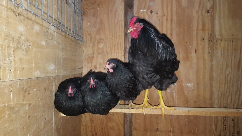  - 3 - Wyandotte Negru - matca 2018