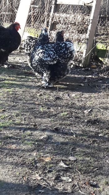  - cochinchina bobat 2018