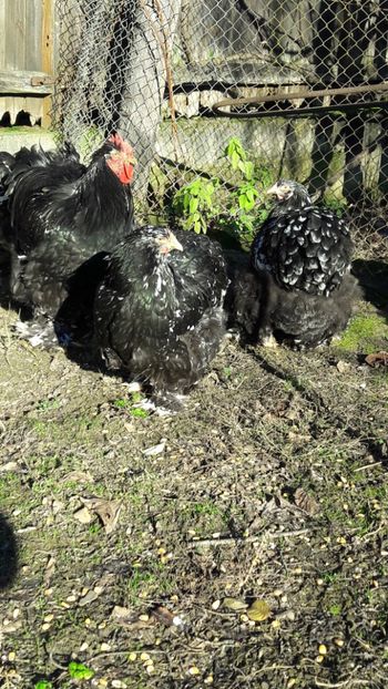  - cochinchina bobat 2018