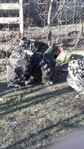  - cochinchina bobat 2018