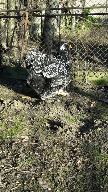  - cochinchina bobat 2018