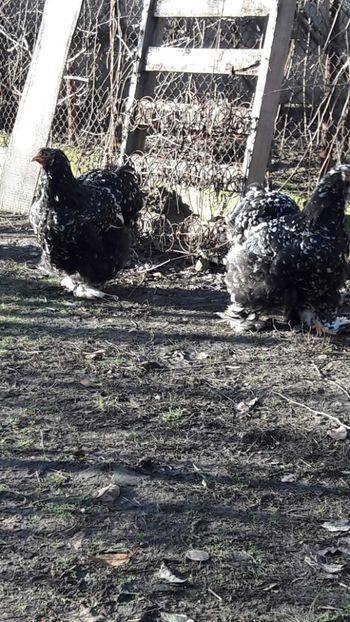  - cochinchina bobat 2018