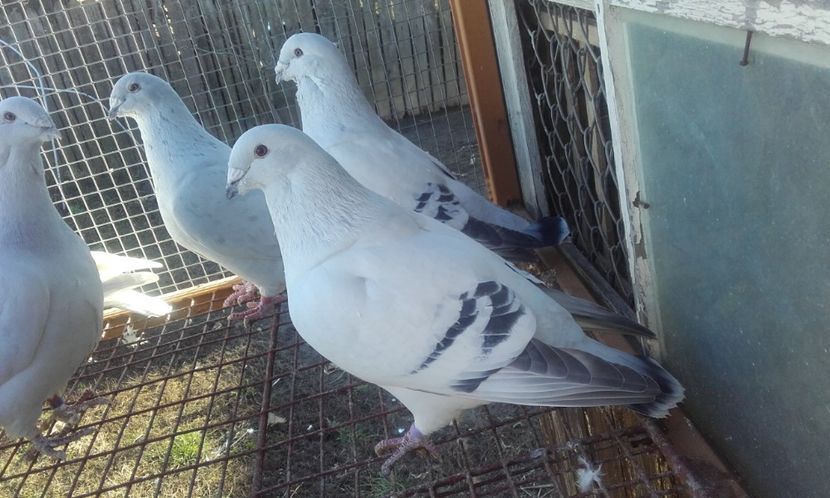  - STANDARD AZUR 2018