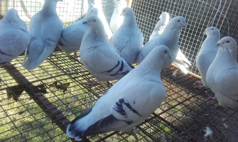  - STANDARD AZUR 2018