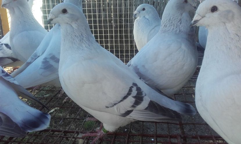  - STANDARD AZUR 2018