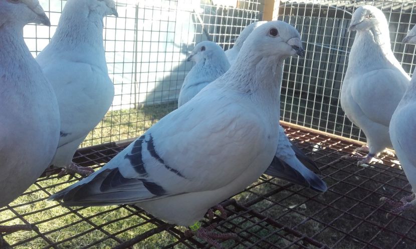  - STANDARD AZUR 2018