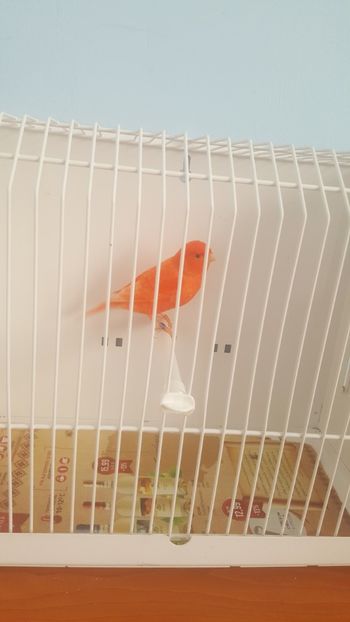  - Canari