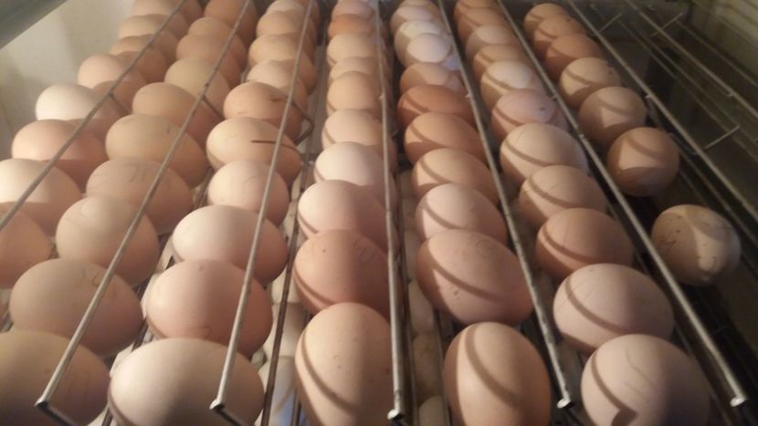  - Keltetok - clocotorie