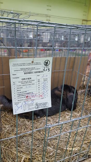  - Rezultatele Bucuresti Națională 2017