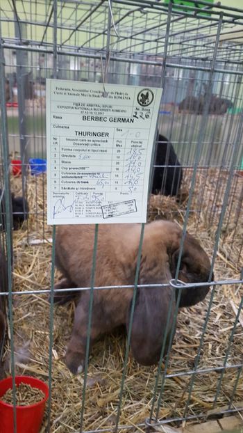  - Rezultatele Bucuresti Națională 2017