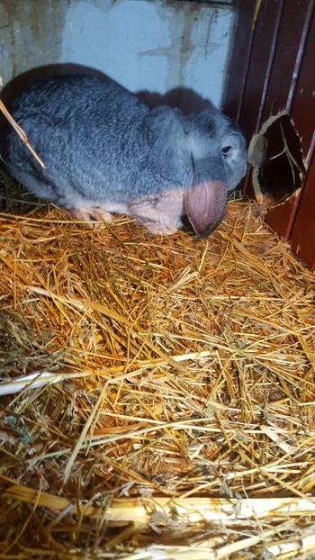 Mamă - Cuib 26 12 2017