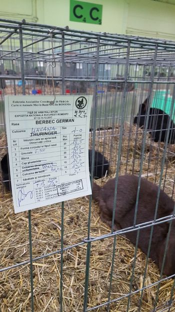 Tatăl Rezultate Națională - Cuib 26 12 2017