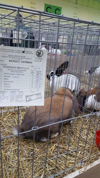  - BG mascul 3 Vândut