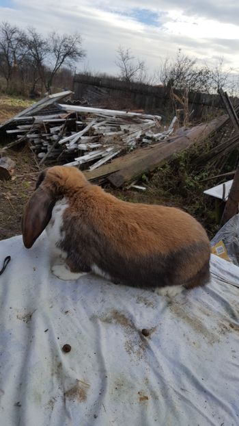  - BG mascul 3 Vândut