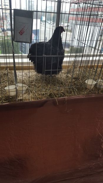  - Expo Pitești 2017