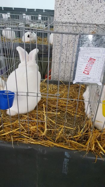  - Expo Pitești 2017