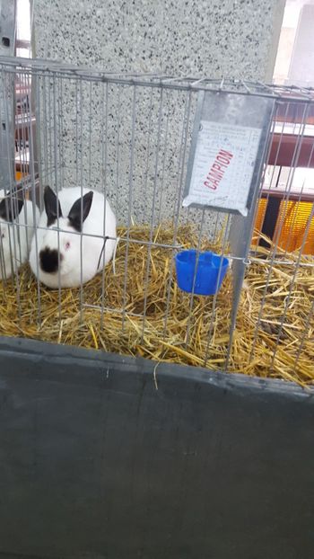  - Expo Pitești 2017