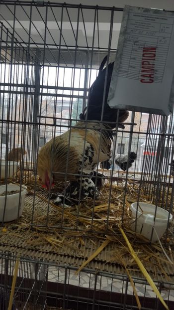  - Expo Pitești 2017