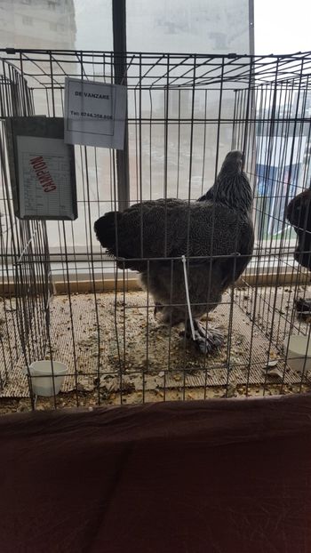  - Expo Pitești 2017