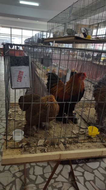  - Expo Pitești 2017