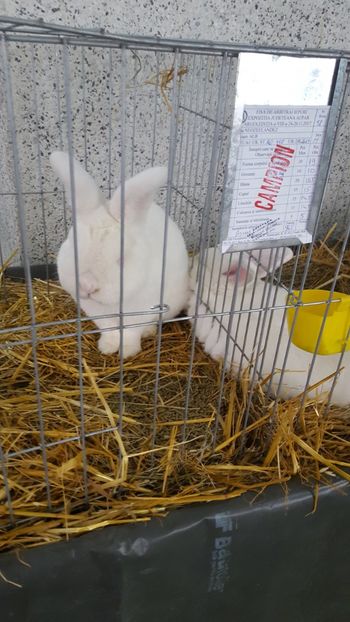  - Expo Pitești 2017