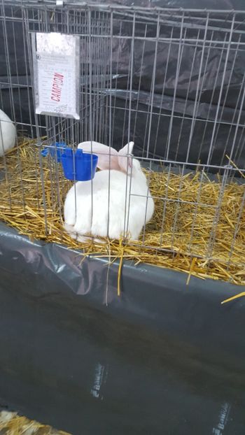  - Expo Pitești 2017