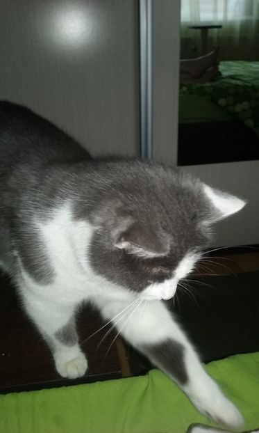  - AMIRA si fratii sai blanosi