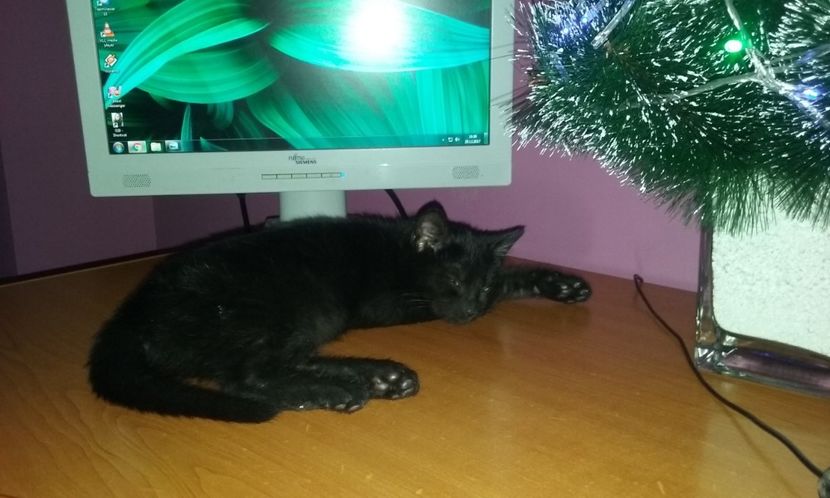  - AMIRA si fratii sai blanosi