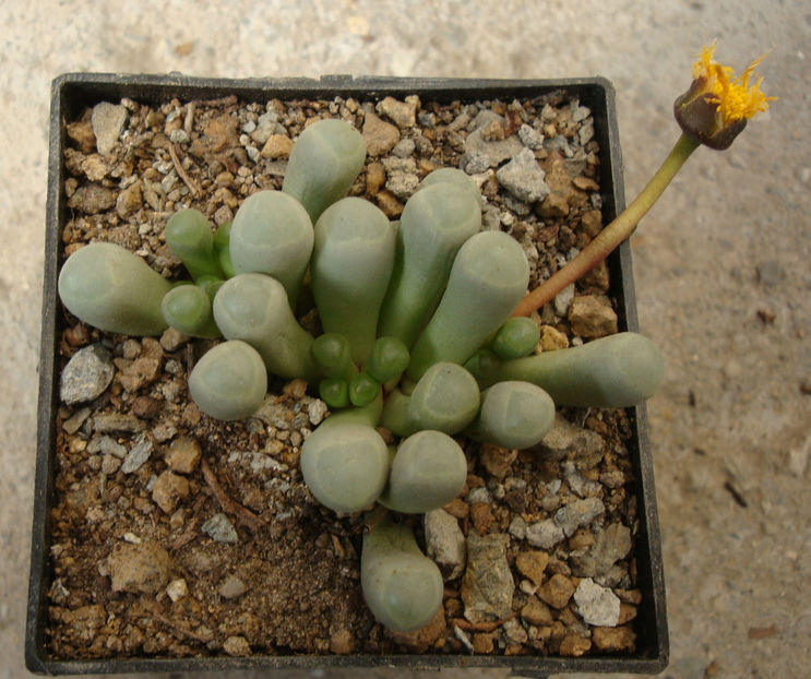 Fenestraria rhopalophylla subsp. aurantiaca (N.E.Br.) H.E.K.Hartmann 1982. - Genul Fenestraria