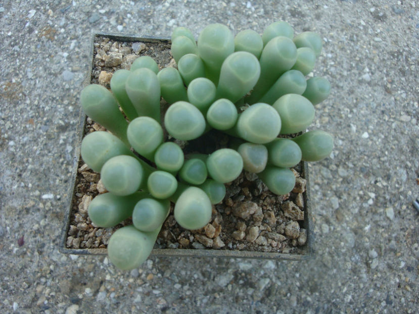 Fenestraria rhopalophylla subsp. aurantiaca (N.E.Br.) H.E.K.Hartmann 1982. - Genul Fenestraria