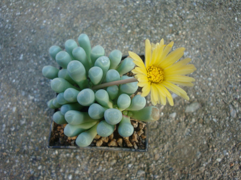 Fenestraria rhopalophylla subsp. aurantiaca (N.E.Br.) H.E.K.Hartmann 1982. - Genul Fenestraria