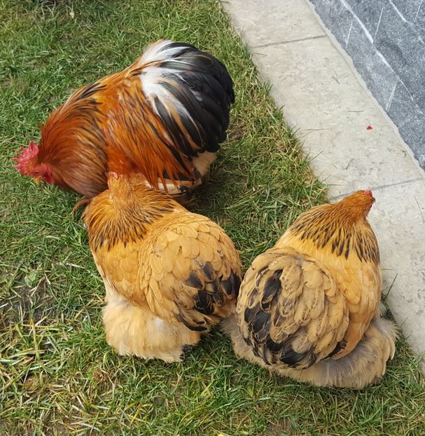  - 31_COCHINCHINA PITIC COLUMBIA 2021