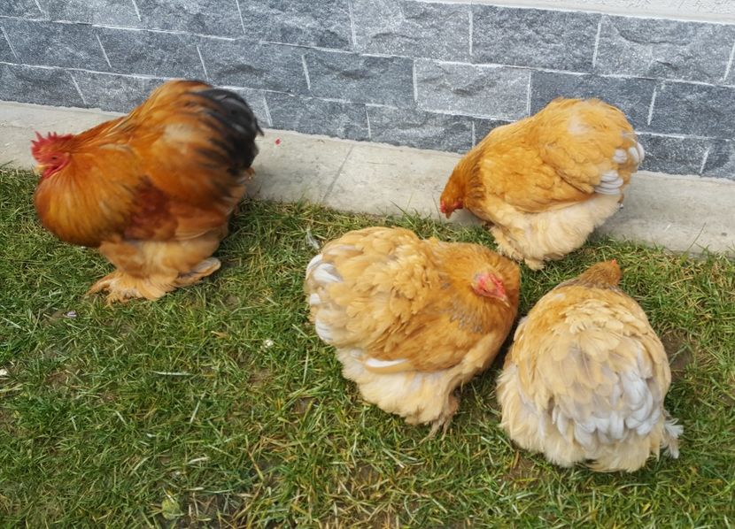  - 31_COCHINCHINA PITIC COLUMBIA 2021