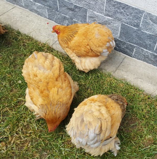  - 31_COCHINCHINA PITIC COLUMBIA 2021