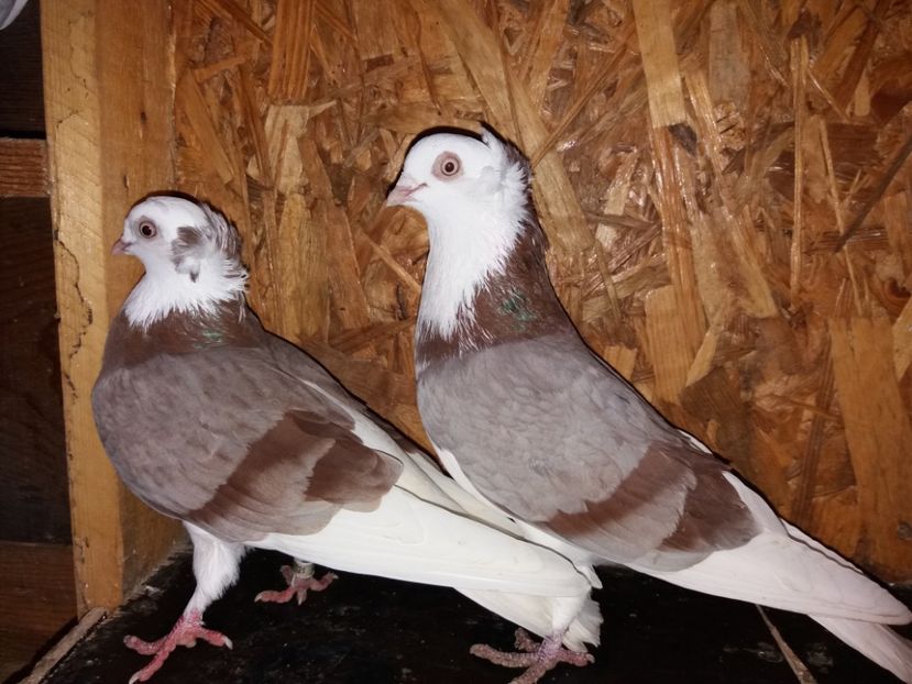  - Jucători de Amara