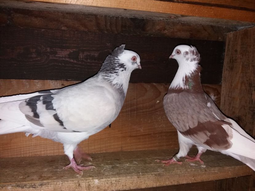  - Jucători de Amara