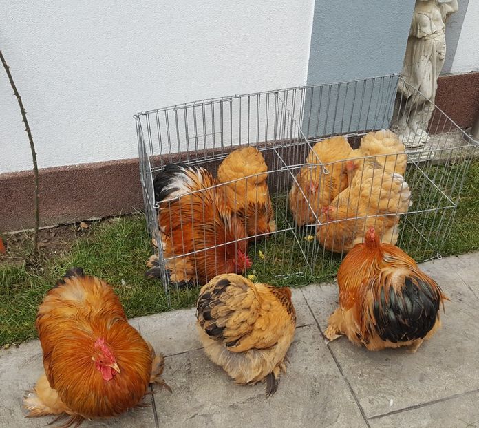  - 31_COCHINCHINA PITIC COLUMBIA 2021