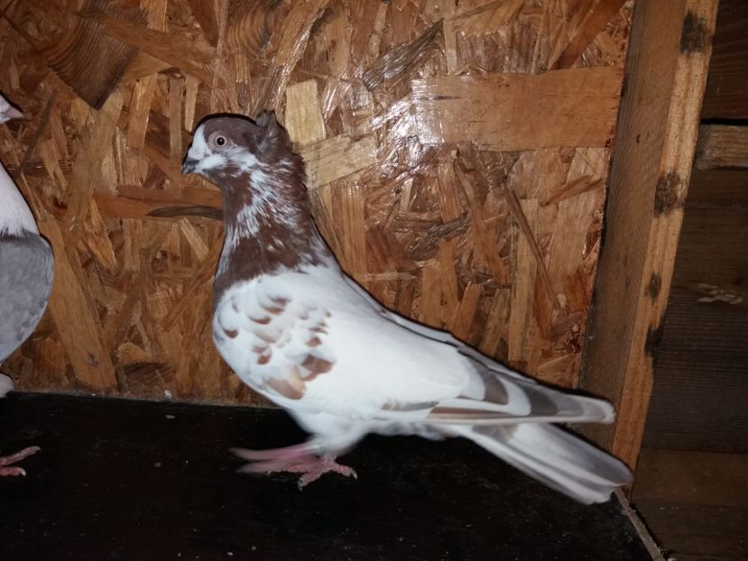  - Jucători de Amara