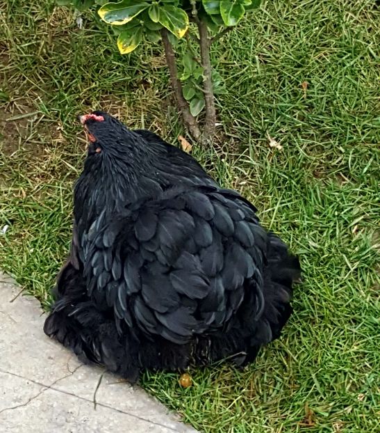  - 32_COCHINCHINA PITIC NEGRU-BOBAT-ALBASTRU 2021