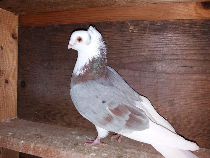  - Jucători de Amara